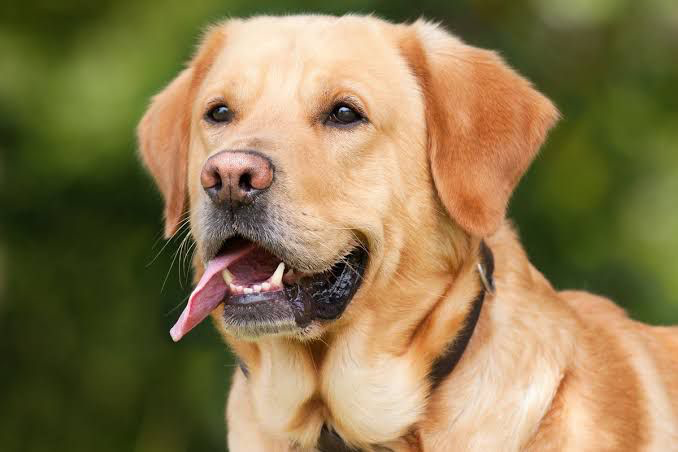Anjing/Foto: Kompas.com