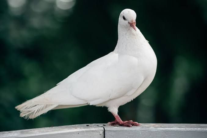 Merpati/Foto: Kompas.com