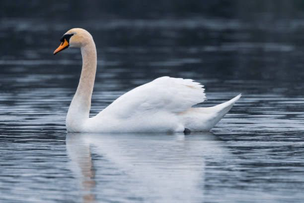 Angsa/Foto: iStock