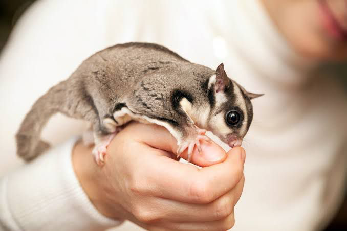 Sugar glider hewan peliharaan ramah/Foto: Kompas.com