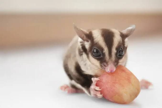 Sugar glider menyantap makanan/Foto: Orami