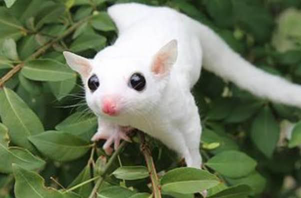 Sugar glider albino/Foto: Satwagia