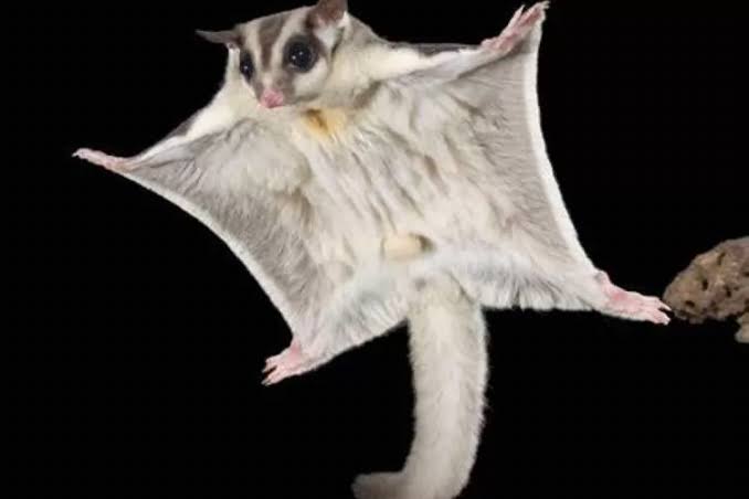Sugar glider terbang/Foto: Radar Jogja