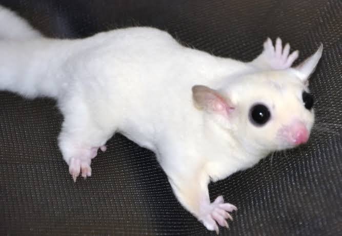 Sugar glider albino/Foto: Pin It