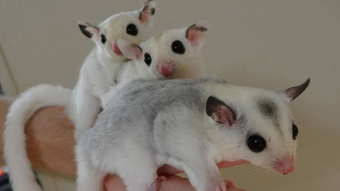 Sugar glider mosaic/Foto: YouTube