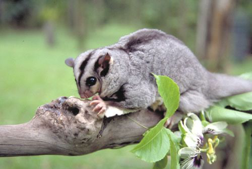 Sugar glider mahogany red/Foto: Wikipedia