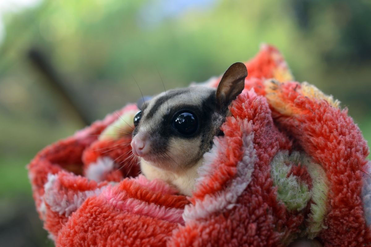 Besaran harga sugar glider albino di Jakarta. Murah atau mahal?