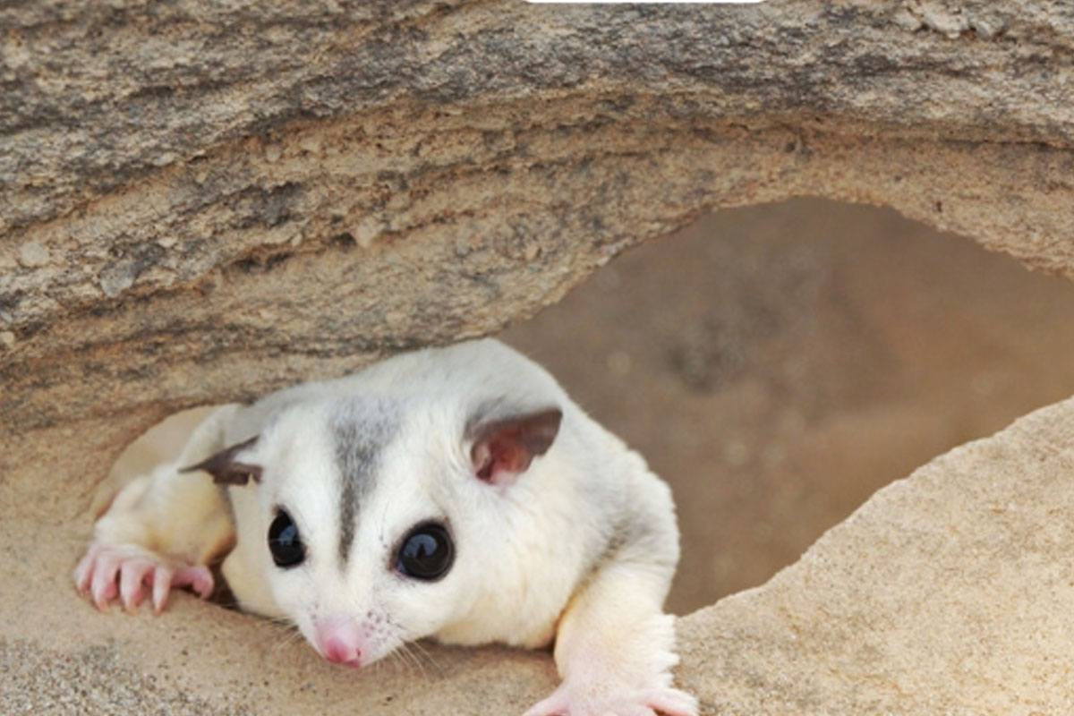 Segini besaran harga sugar glider albino di Jakarta yang sangat menarik perhatian. Simak selengkapnya.