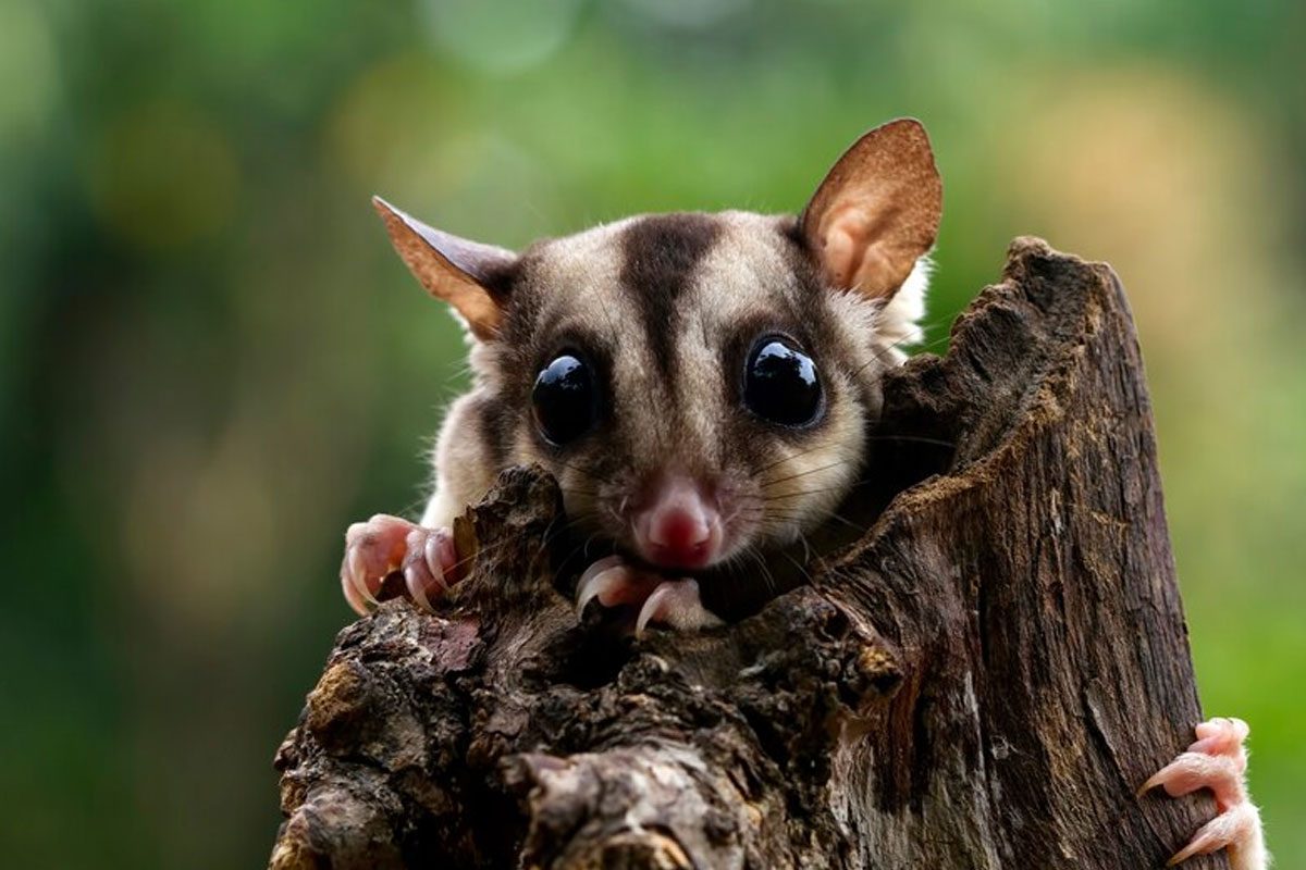 Sugar glider harga di Bandung berapa? Cek estimasinya.