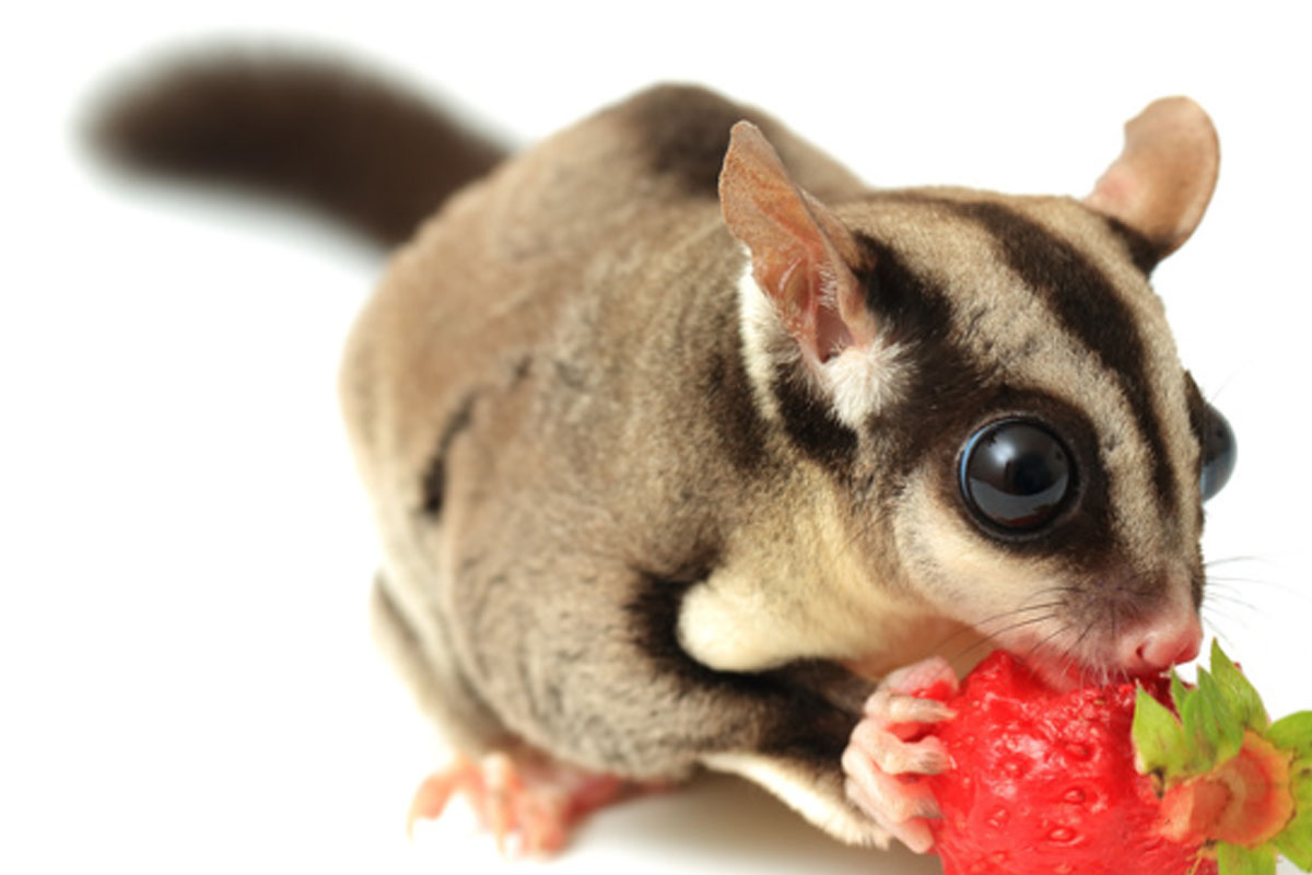 Apa alasan memelihara sugar glider? Salah satunya berumur panjang
