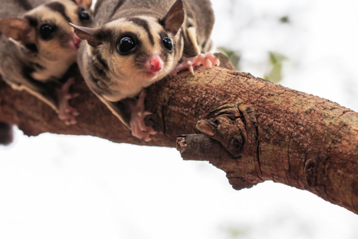 Sugar glider harga di Bandung mahal ataukah murah? Temukan jawabannya.