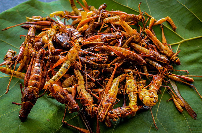 Belalang Goreng Krispi Khas Yogyakarta/Foto: Freepik