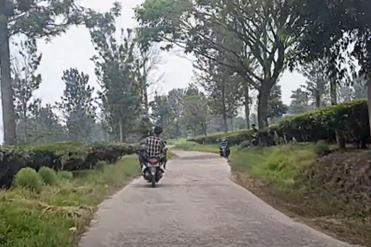 Perkebunan Teh Gedeh. (Youtube Teras Muda Cianjur)