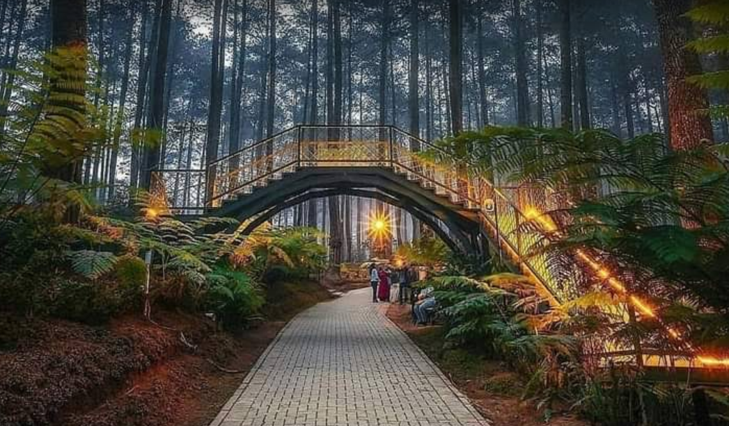 Salah satu spot terkeren di Orchid Forest Cikole