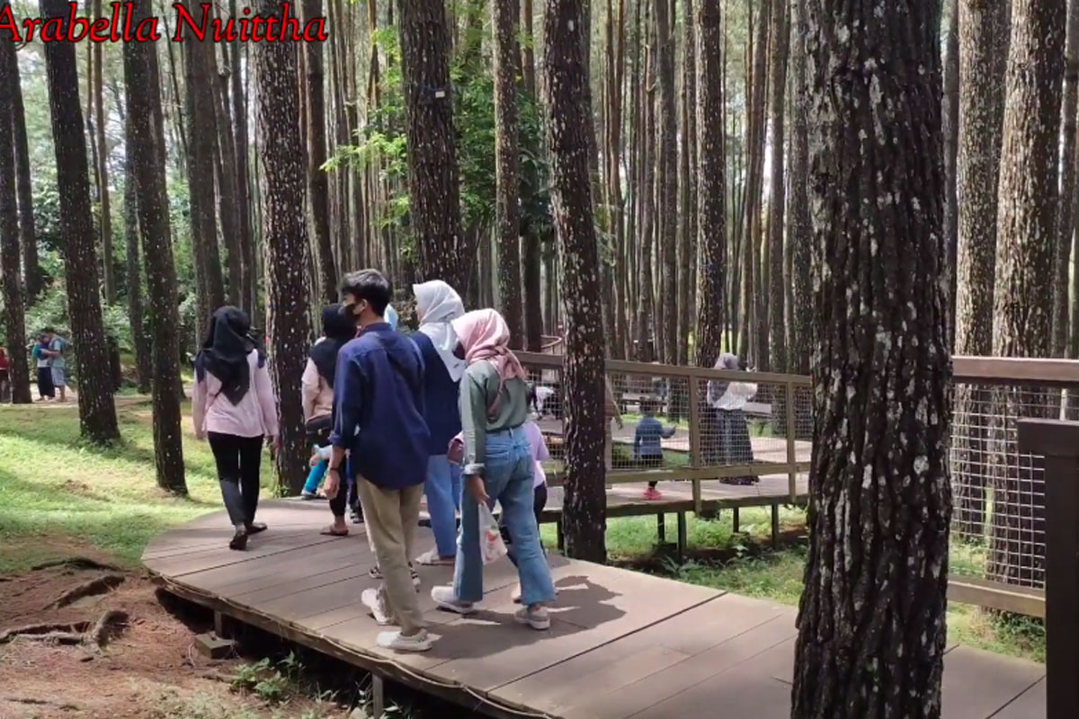 Jalan-jalan santai di Hutan Pinus Mangunan Bantul. Badan sehat dan pikiran fresh. (Youtube Arabella Nuittha)