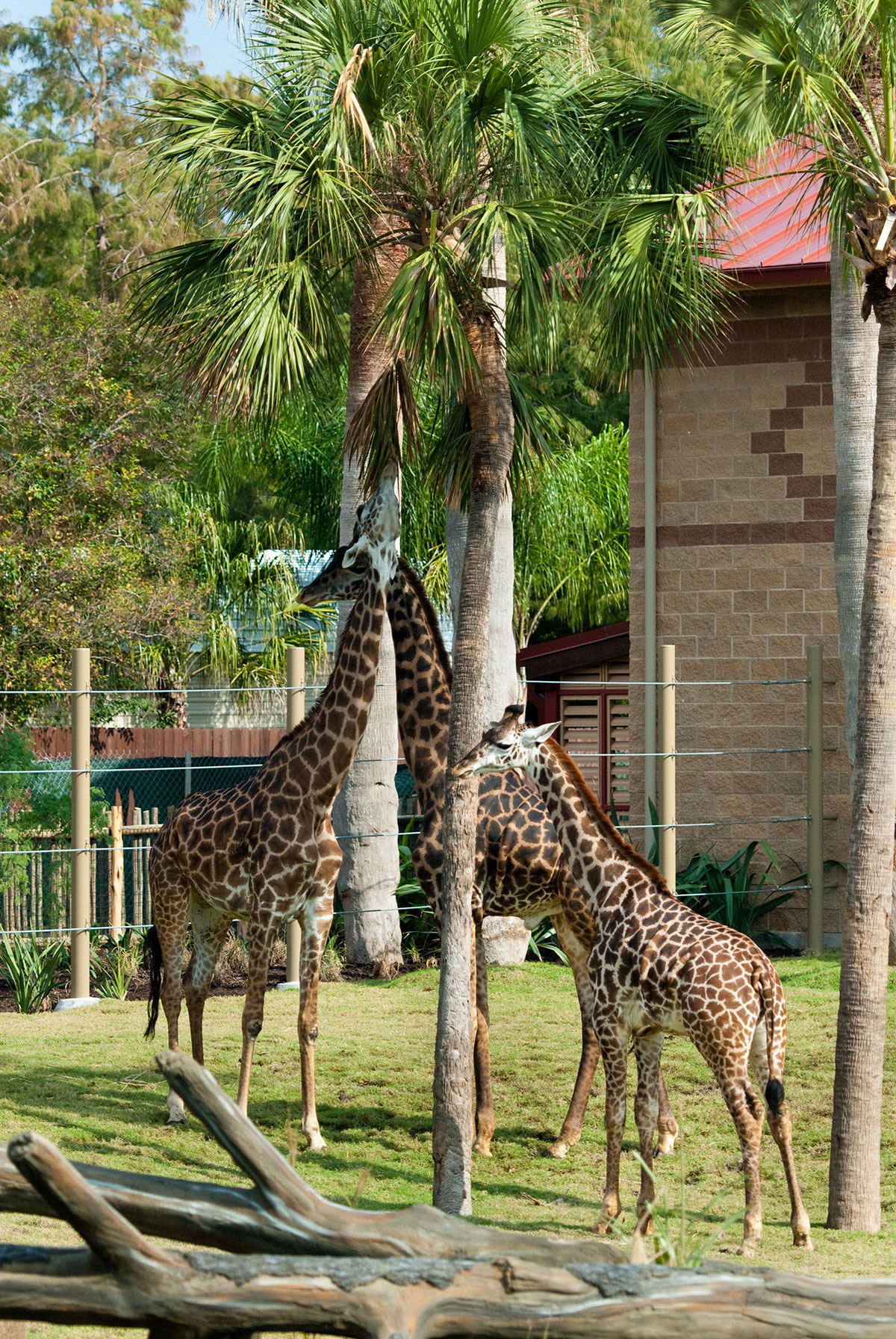 Houston Zoo