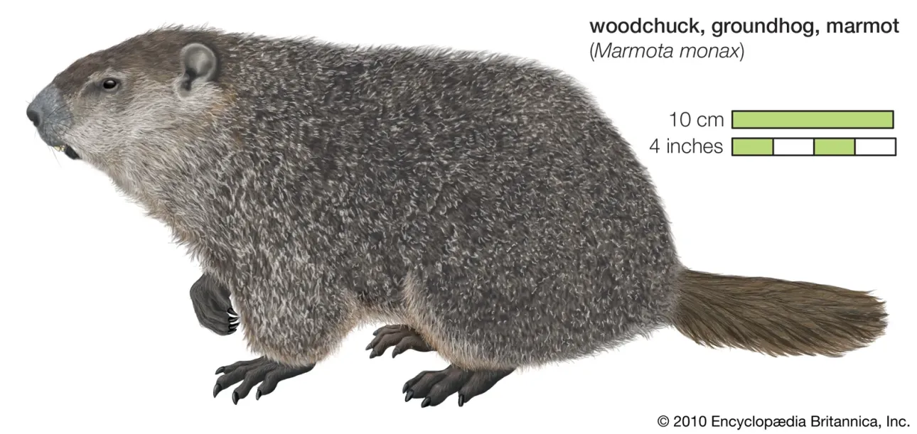 Groundhog Vs Woodchuck Unveiling the Ultimate Differences