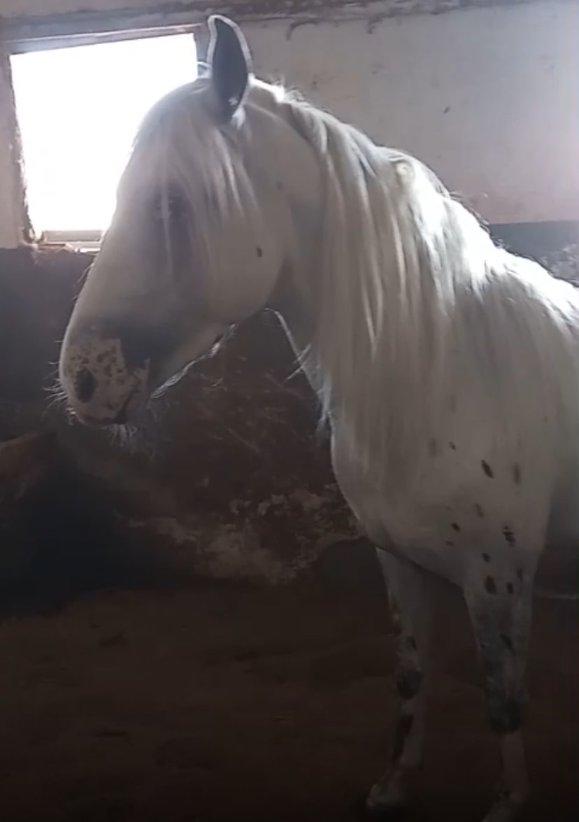 Potro Appaloosa Sem Castrar