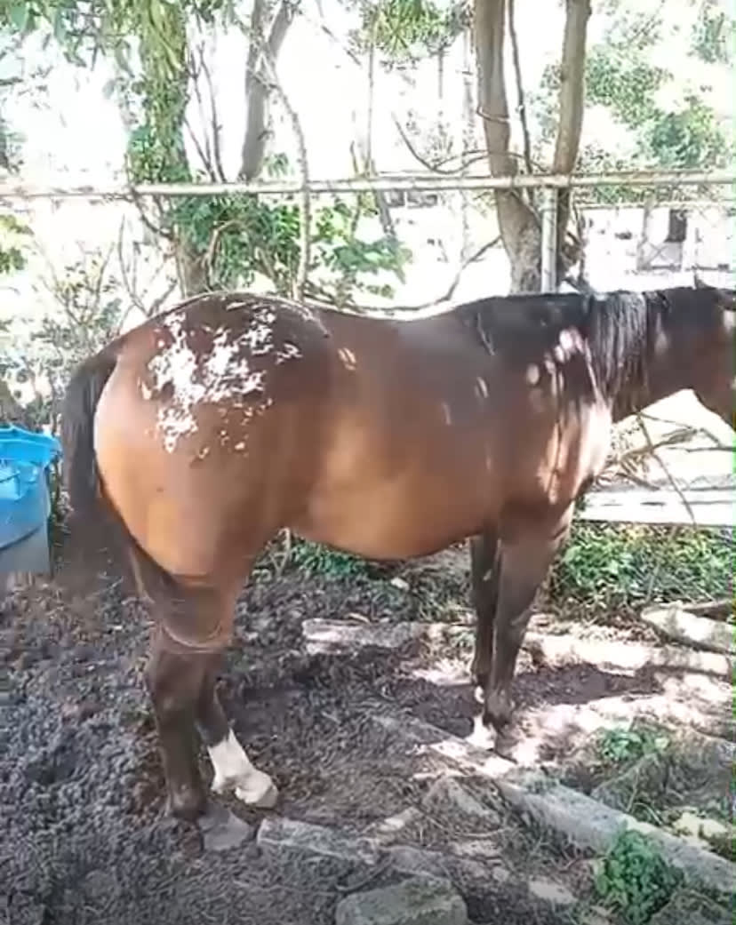 Potra Fêmea Dash Ta Fame com Appaloosa puro