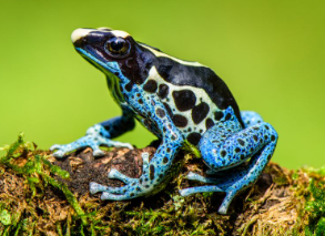 Poisonous Frogs 2