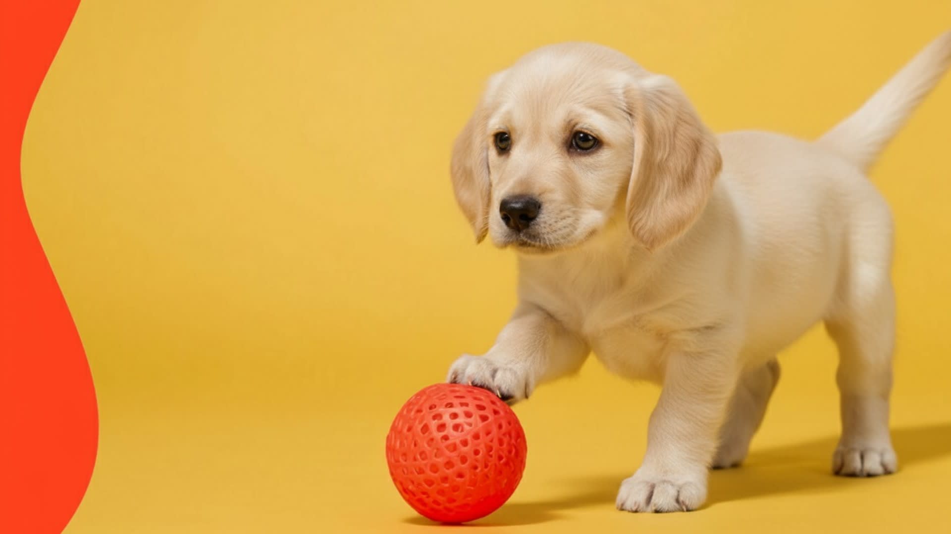 Cute puppy playing with toy - Find everything for your pet at GoWiggle