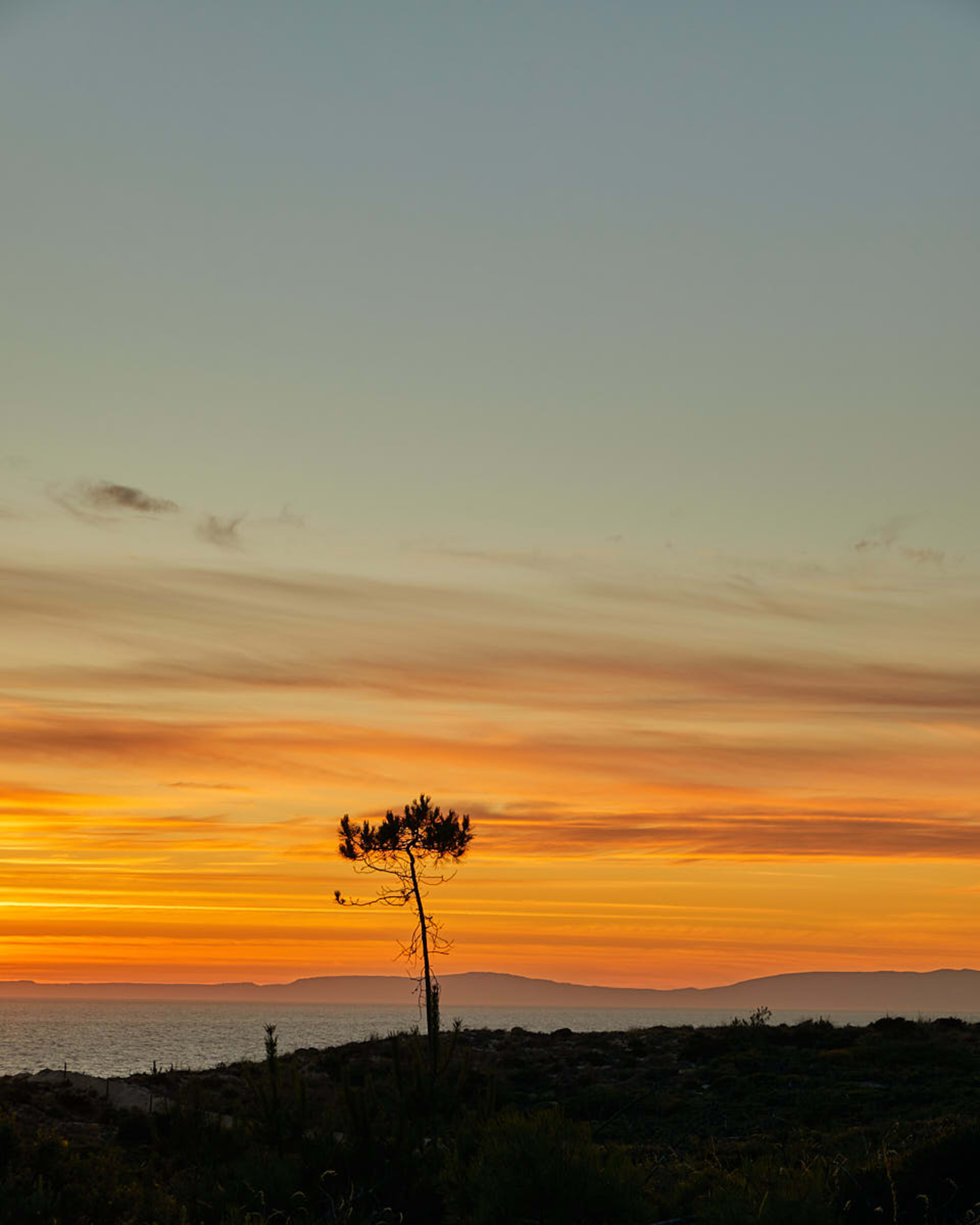Lone pine against the sunset