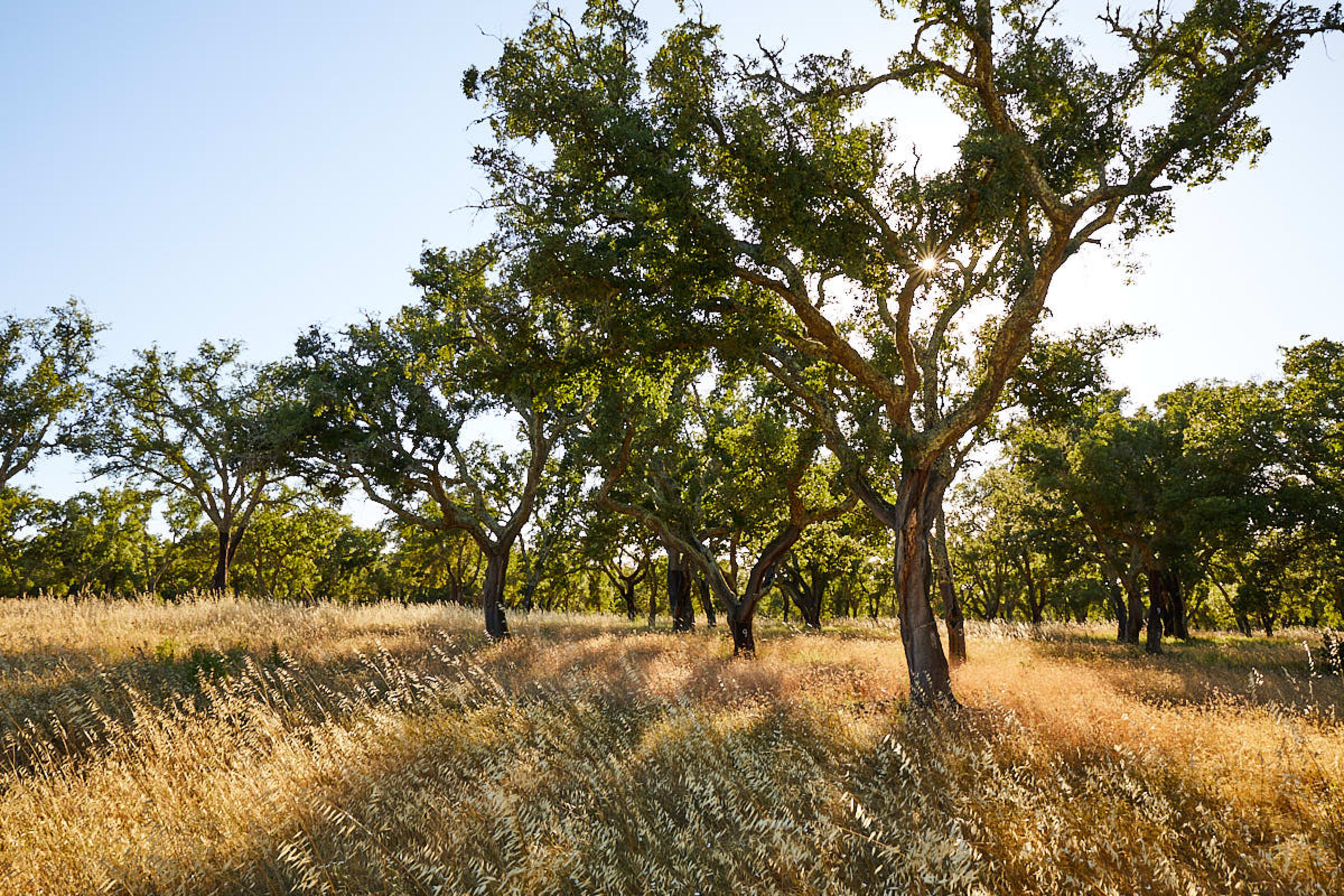 Cork oaks in dry grassland, Alentejo