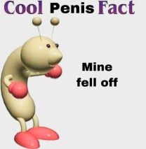 penis fact