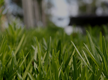 Turf Field