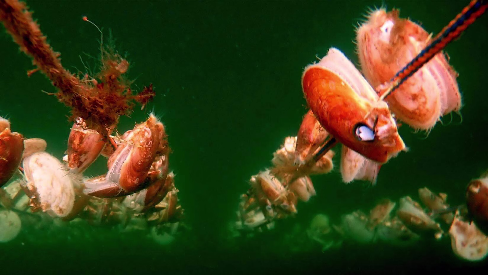 Boosting Scallop Yields: Ear-Hanging vs. Lantern Nets