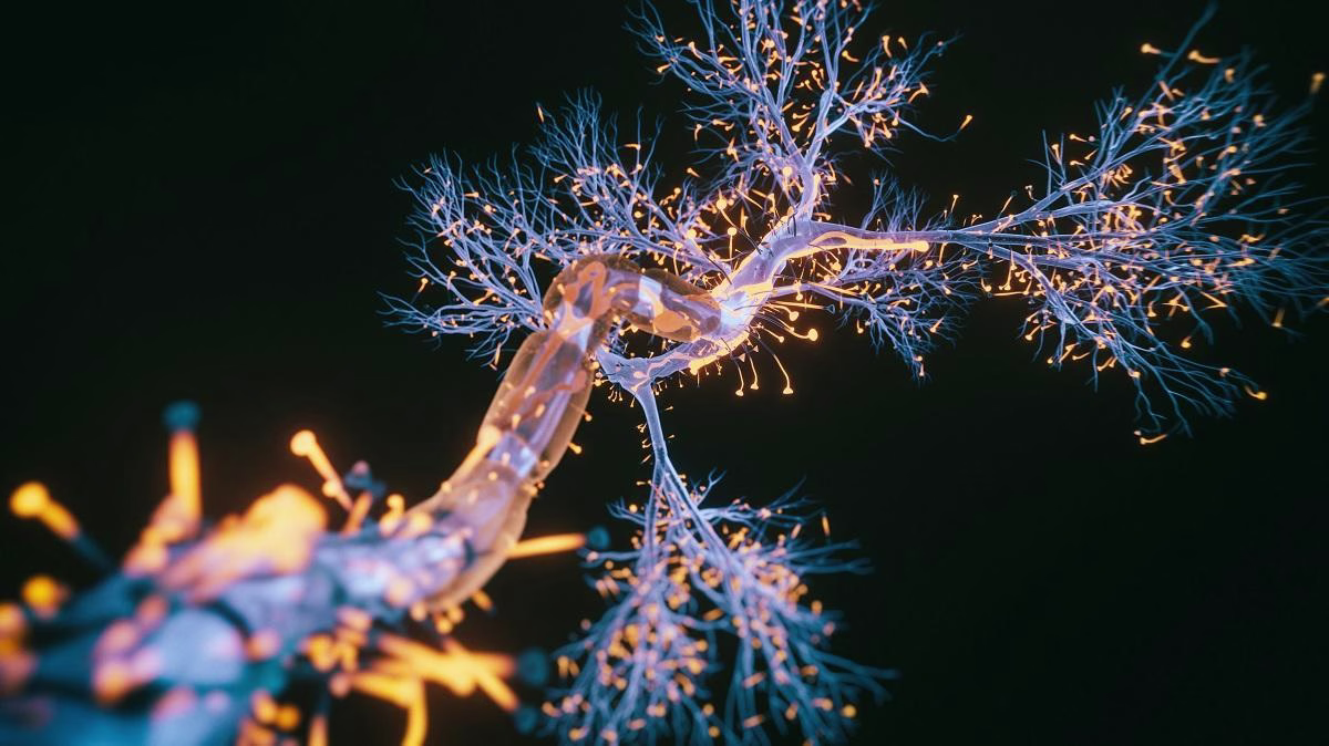 Brain's Serotonin System: A Complex Reality