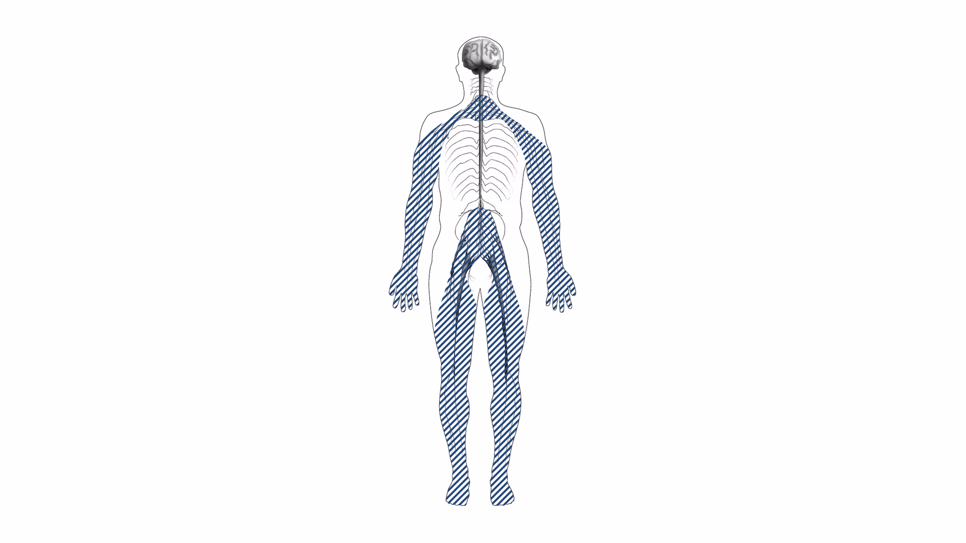 Brain's Immune Response Fuels Rare Paralysis