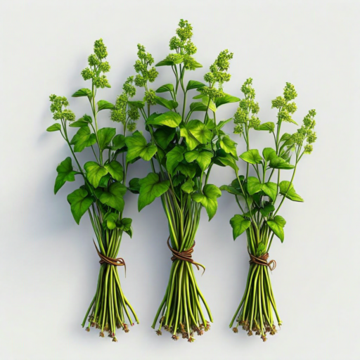 Wild Ginseng