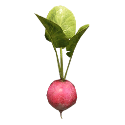 Sugar Beet