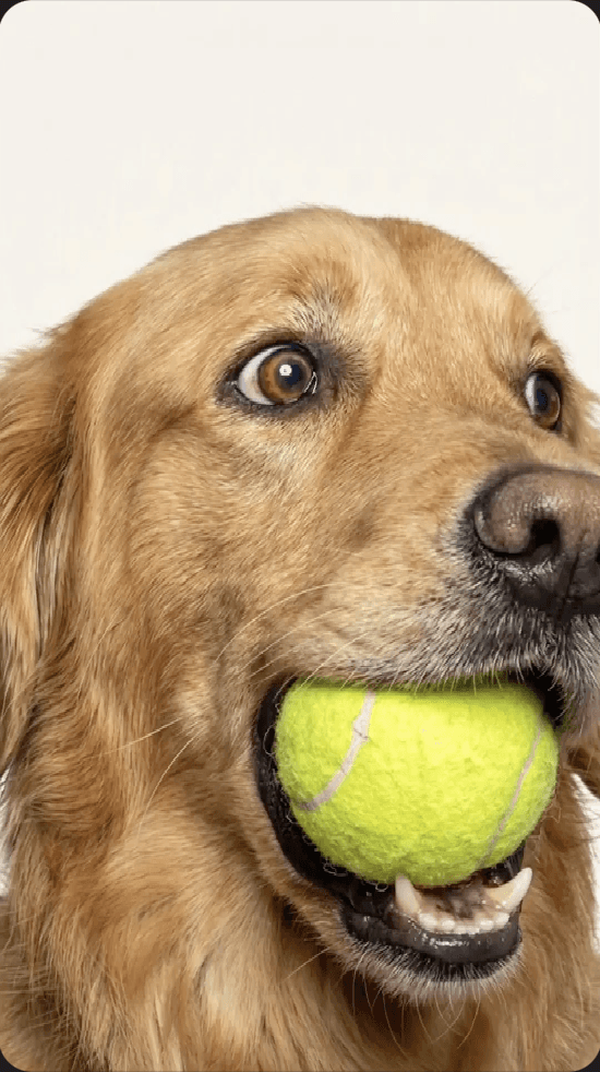 Doggo Pet Content