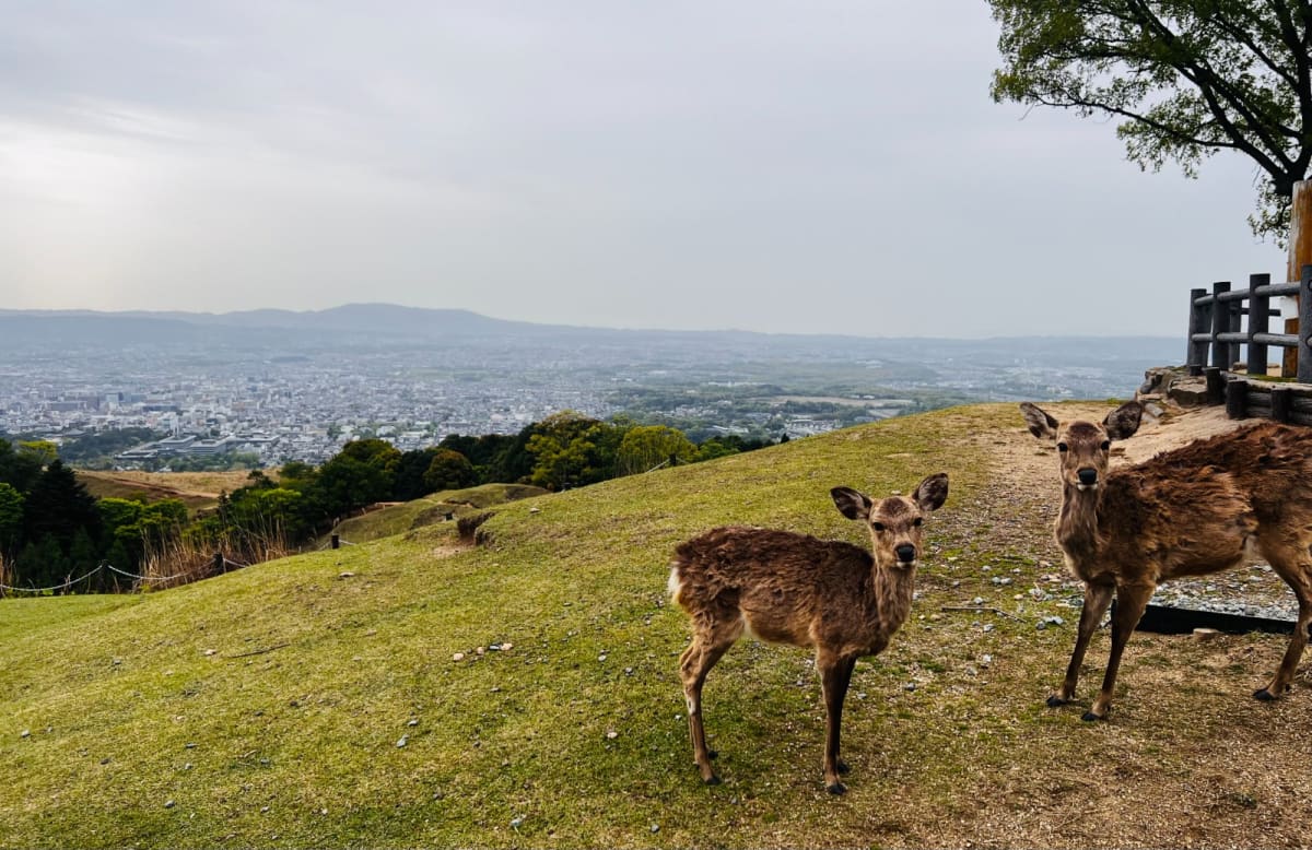 Two deer stand on a grassy hill overlooking the cityscape of Nara, Japan, with a panoramic view of Honshu’s landscape in the background. This scene is a typical stop on a Honshu Japan itinerary, highlighting Nara’s natural beauty and wildlife.