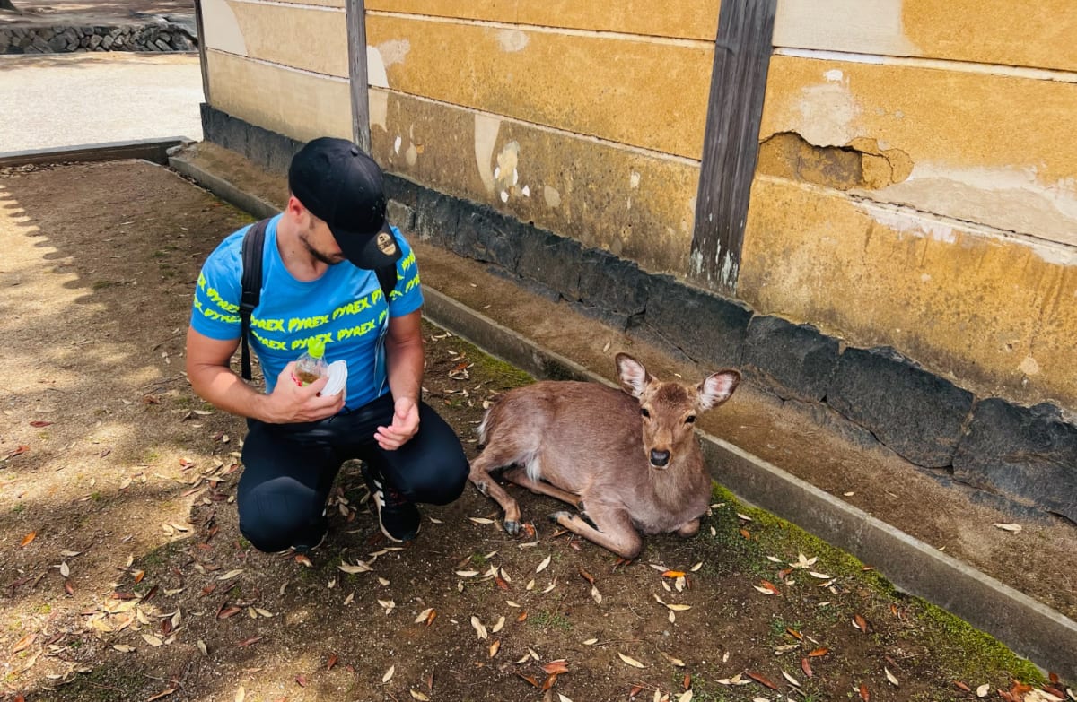 A man in a blue t-shirt is squatting next to a resting deer in Nara, Japan, under the shade of a building. This encounter with the friendly deer is a must-see experience on any Honshu Japan itinerary, particularly in Nara Park.