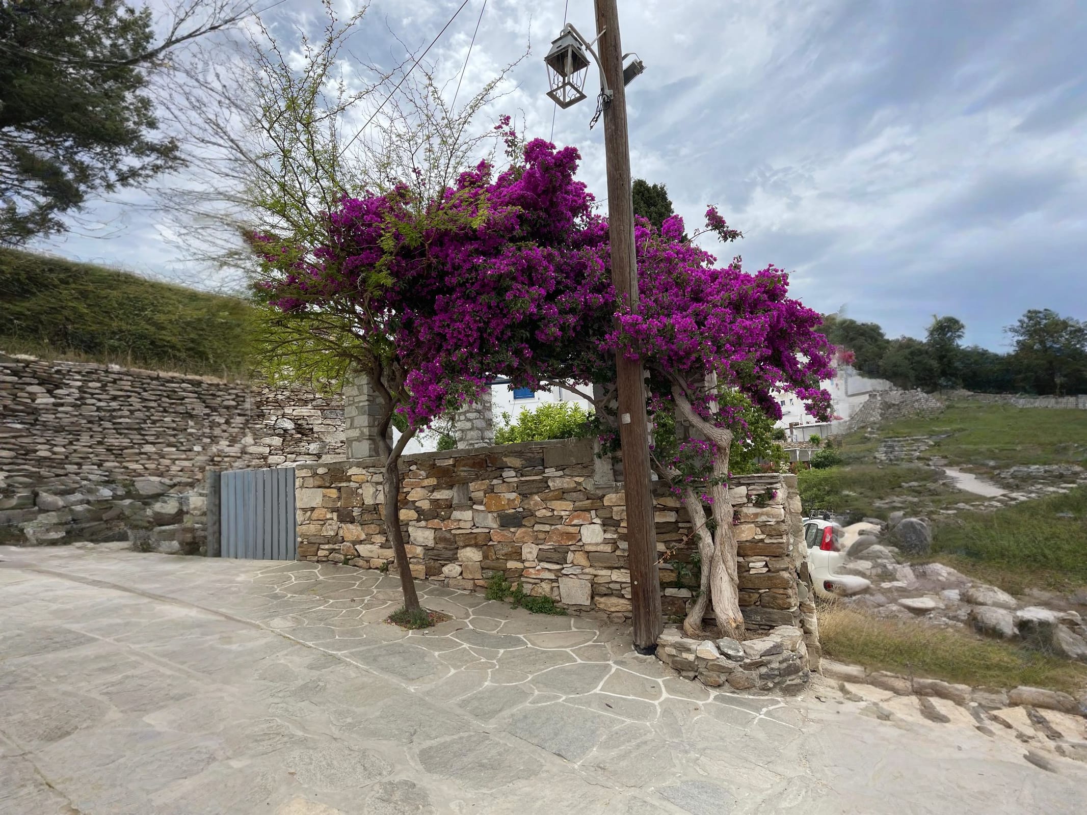 A vibrant bougainvillea tree with purple flowers climbing a stone wall in Lefkes village, Paros. Strolling through flower-adorned streets like this is a wonderful activity when considering what to do in Paros.