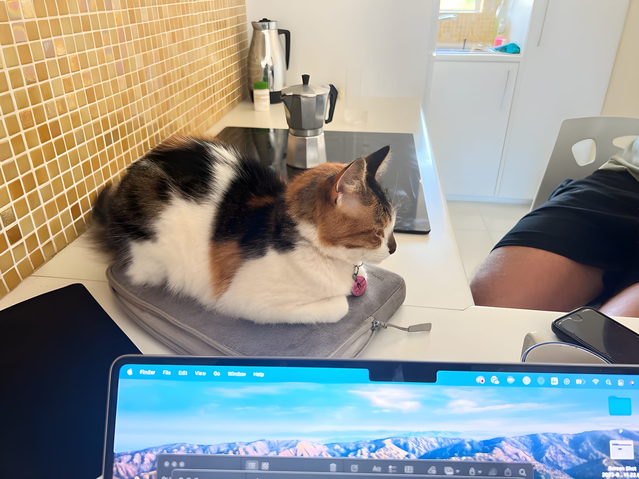 A calico cat perches on a laptop bag on a kitchen counter, next to a seated person, encapsulating the cozy, pet-friendly environment many digital nomads in Cape Town enjoy.