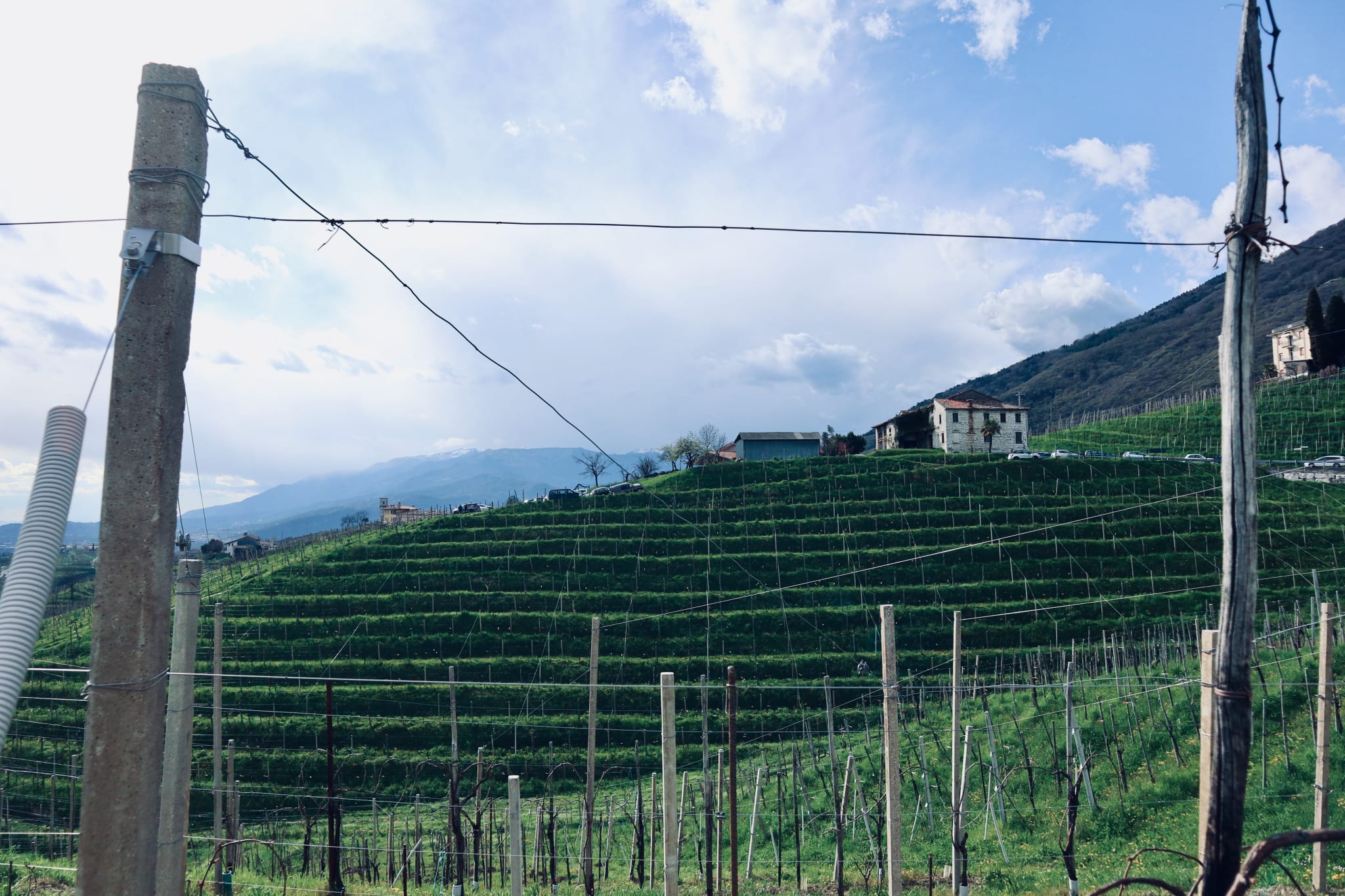 Wineries in the the foothills of the Dolomites, Veneto Region