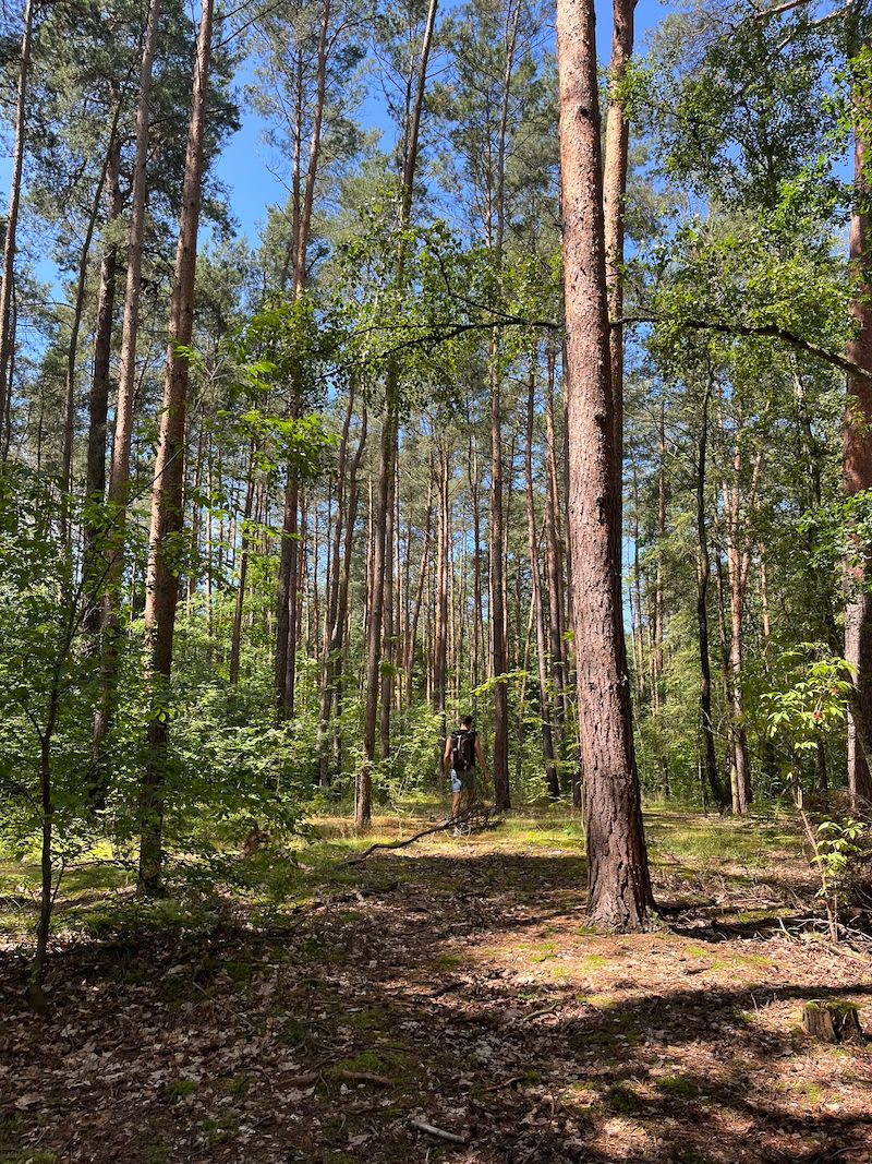 A serene walk through the tall, dense pine trees around Krumme Lanke in Berlin, highlighting the area's natural beauty and tranquil atmosphere as an alternative escape within the city.