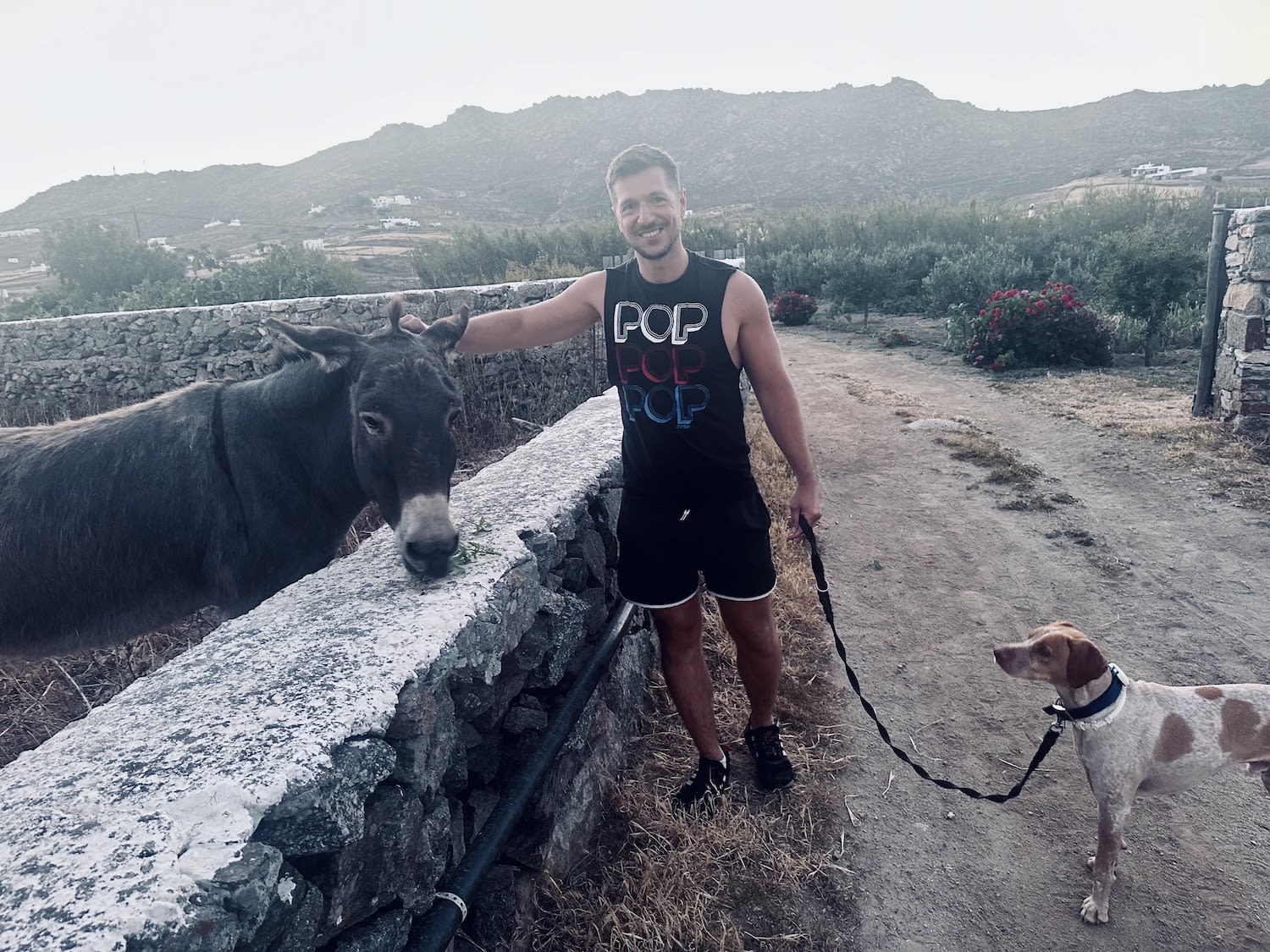 A man in a black 'POP' tank top pets a donkey over a stone wall while holding a dog on a leash, set against the rustic countryside of Mykonos on a budget.