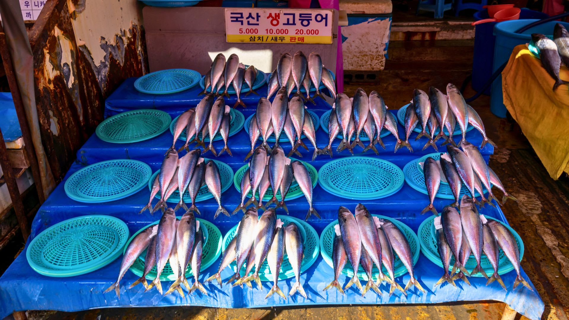Rows of freshly caught fish neatly arranged on blue baskets are displayed on a market stall in Busan. A sign in Korean above indicates prices: 5,000, 10,000, and 20,000. The brightly lit stall highlights the shiny scales of the fish against the dark wooden surfaces in this vibrant coastal city.