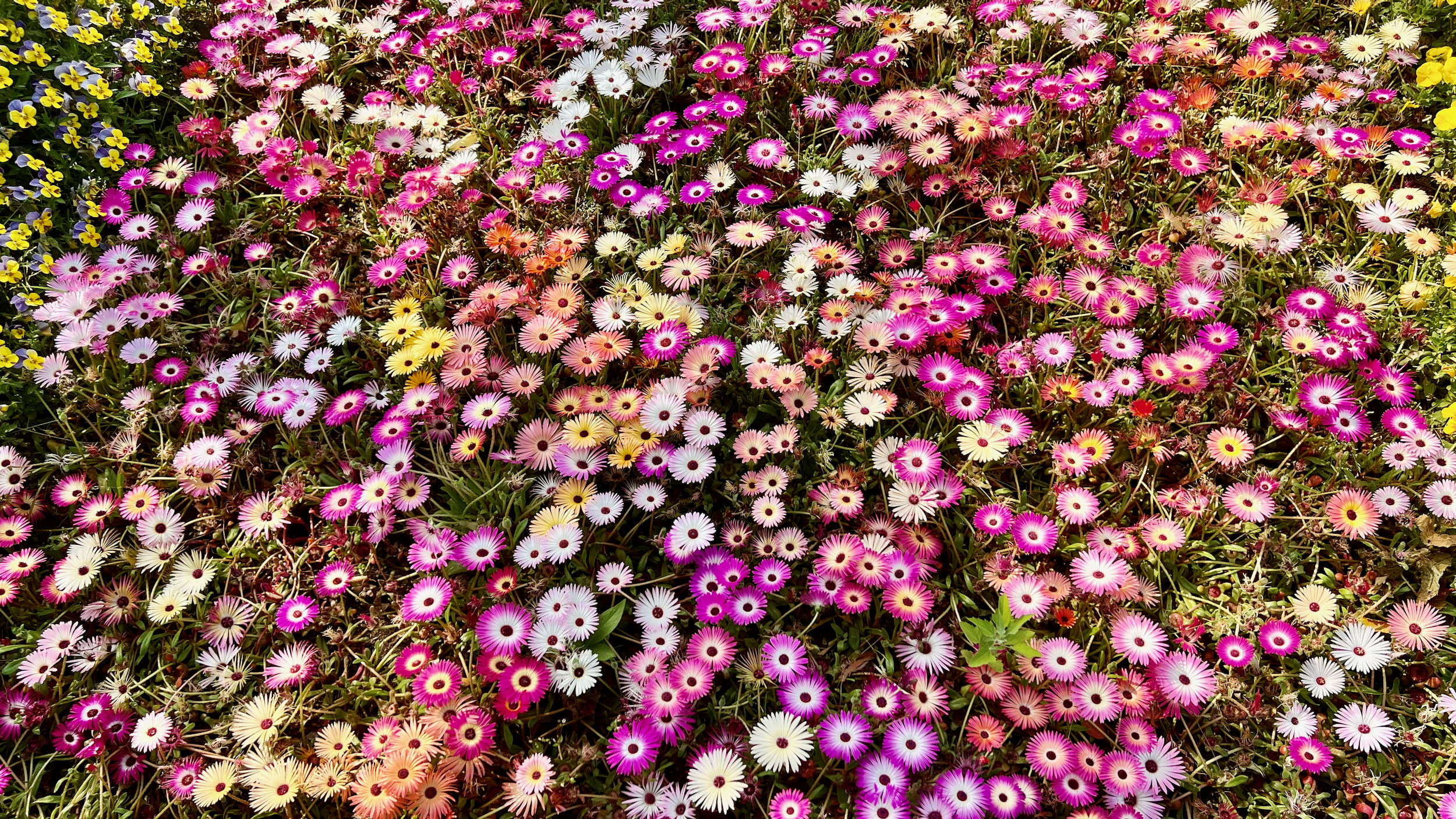 A vibrant field of multicolored daisies, in shades of pink, white, yellow, and orange, densely packed and blooming under sunlight—a sight as mesmerizing as the iconic landmarks you might explore during one day in Seoul.