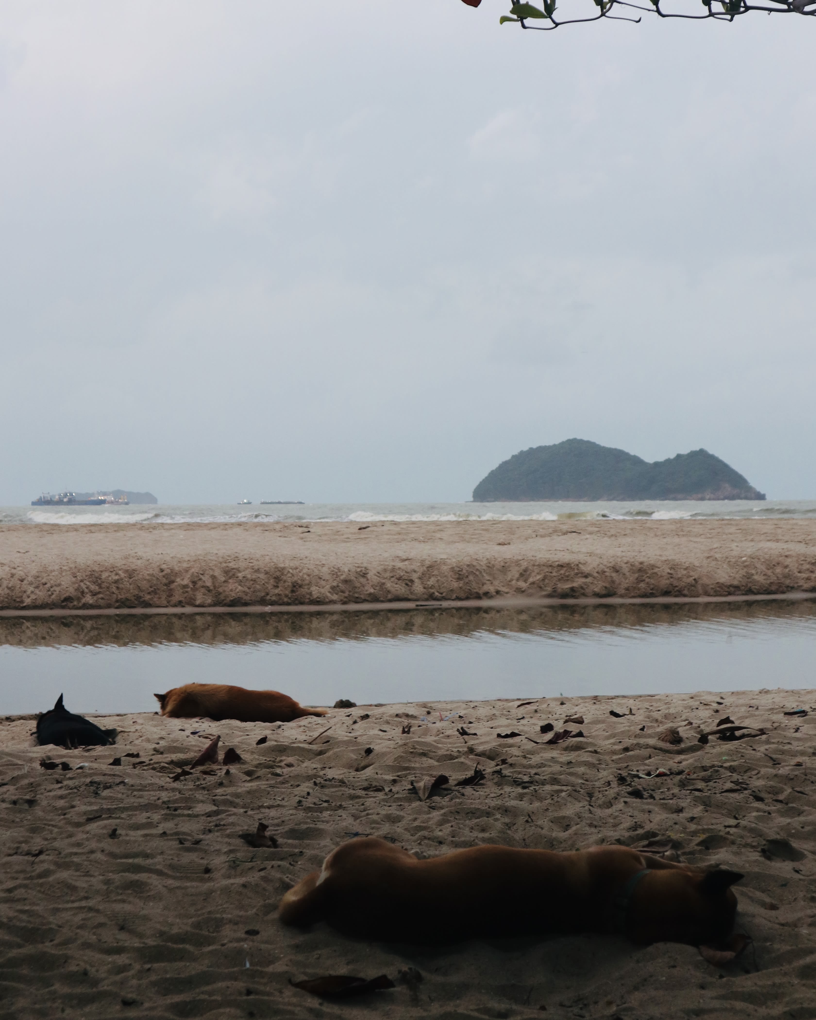 A beach in the foreground with three dogs lying on it. In the background are two islands and a few boats. The weather is overcast.