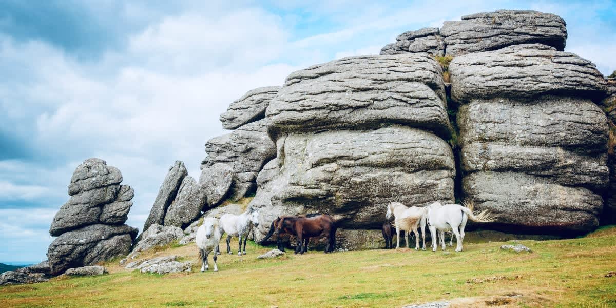 Wild Dartmoor ponies grazing peacefully by the weathered granite rock formations under a soft blue sky, capturing the serene essence of Dartmoor National Park's unique landscape.