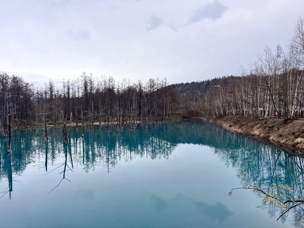 A serene view of the Shirogane Blue Pond in Hokkaido with mirror-like reflections of bare trees in the turquoise water, a peaceful spot in a Hokkaido itinerary.