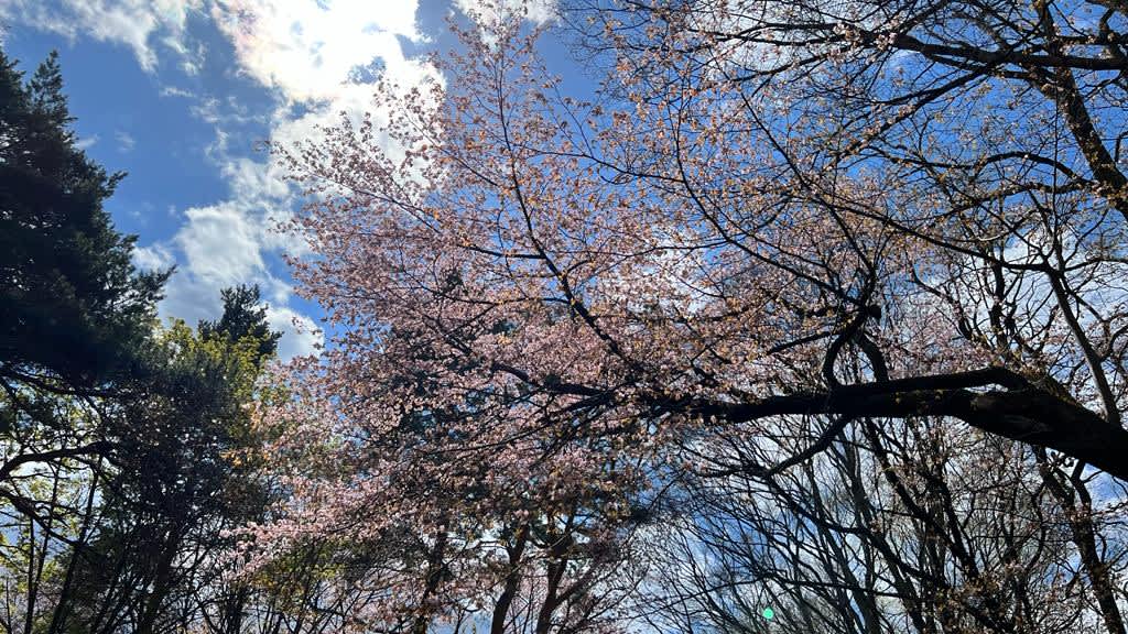 Looking up through the branches of cherry blossom trees against a clear blue sky in Furano, Hokkaido, capturing the delicate beauty of spring on a Hokkaido itinerary.