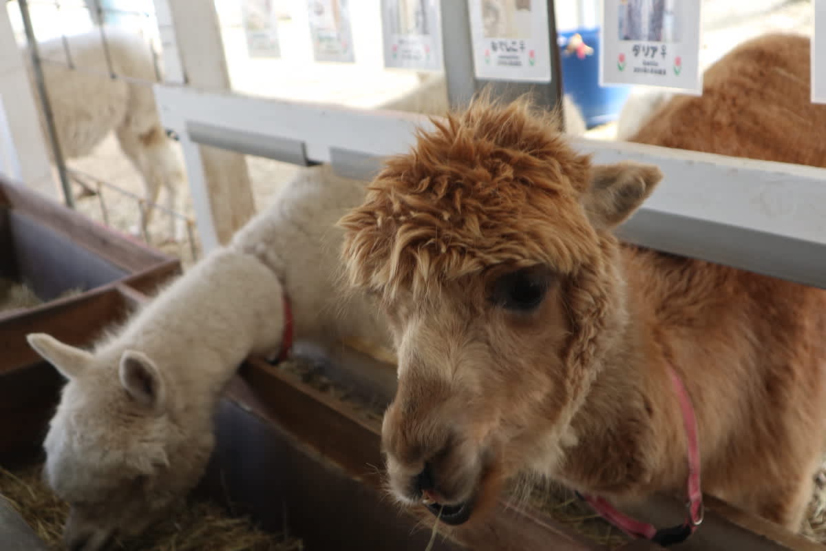 Alpacas feeding inside a pen at a farm in Hokkaido, offering a close-up encounter with friendly animals on a Hokkaido itinerary.