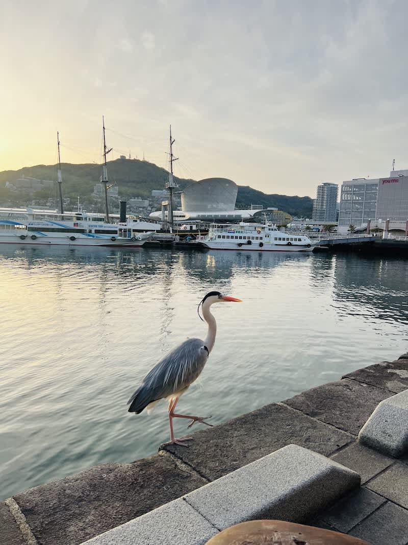 A grey heron stands poised at the edge of Nagasaki Port with ships and the city skyline at dusk, a serene moment in a bustling harbor.